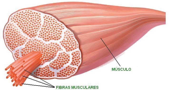 como tienes las fibras musculares